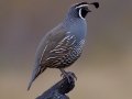 California Quail
