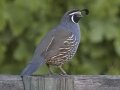California Quail