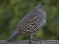 California Quail