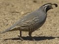 California Quail