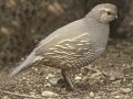 California Quail