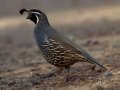 California Quail