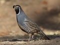 California Quail
