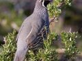 California Quail