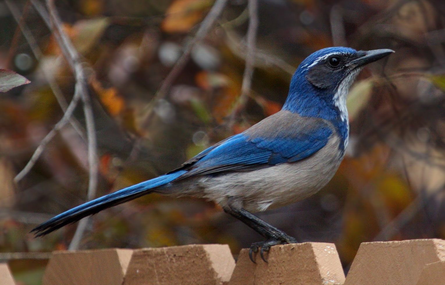 California Scrub Jay