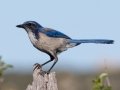 California Scrub-Jay