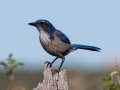 California Scrub-Jay