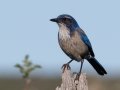 California Scrub-Jay
