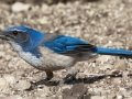 California Scrub-Jay