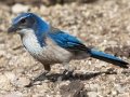 California Scrub-Jay