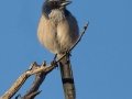 California Scrub-Jay