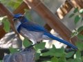California Scrub-Jay
