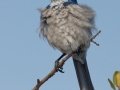California Scrub-Jay