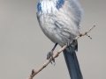 California Scrub-Jay