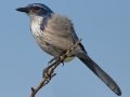 California Scrub-Jay