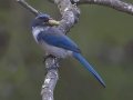 California Scrub-Jay