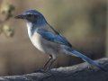 California Scrub-Jay, Santa Barbara County, California, October 19, 2017