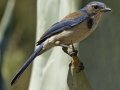 California Scrub-Jay
