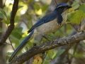 California Scrub-Jay