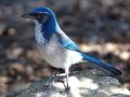 California Scrub-Jay