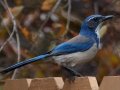 California Scrub-Jay