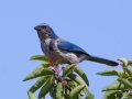 California Scrub-Jay