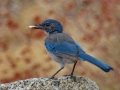 California Scrub-Jay