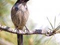 California Scrub-Jay