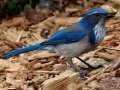 California Scrub-Jay