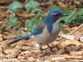 California Scrub-Jay