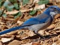 California Scrub-Jay