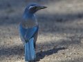 California Scrub-Jay