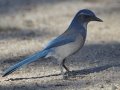 California Scrub-Jay