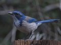 California Scrub-Jay
