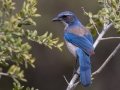 California Scrub-Jay