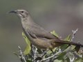 California Thrasher, Ramona Grasslands Preserve--Wildflower Loop, San Diego, California, United States Oct 13, 2017