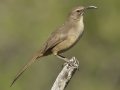 California Thrasher, Ramona Grasslands, Ramona, CA, Apr 2, 2017