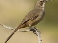 California Thrasher, Ramona Grasslands, Ramona, CA, Apr 2, 2017