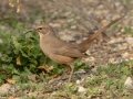California Thrasher, Tijuana River Valley Regional Park Bird & Butterfly Garden, 2310 Hollister St., San Diego, CA March 28, 2019