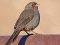California Towhee