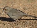 California Towhee