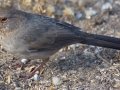 California Towhee