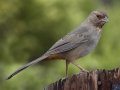 California Towhee