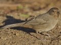 California Towhee