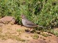 California Towhee