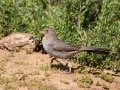 California Towhee