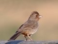 California Towhee