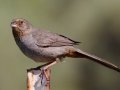 California Towhee