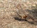 California Towhee