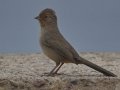California Towhee